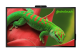 Интерактивный программно-аппаратный комплекс Geckotouch Interactive 65R